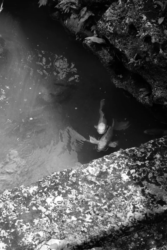 Koi swimming in a still stone garden pond